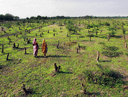 Two women stand near the trunks of trees chopped for the proposed Posco steel plant at  Noliashai in Jagatsinghpur district of Odisha.  File photo