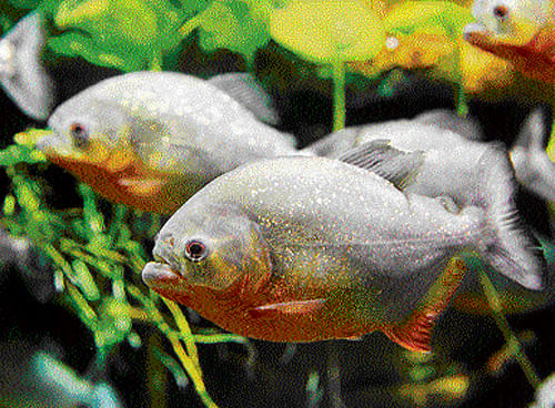 Piranhas are not as harmful as we have portrayed them to be. TNYT