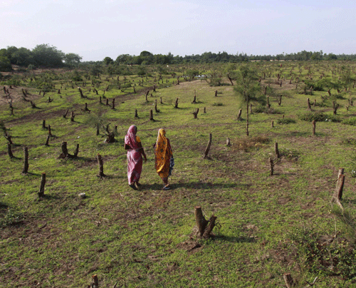 Women stand near the stems of trees chopped for the proposed $12.6 billion steel plant by South Korean conglomerate Posco at Noliashai in Jagatsinghpur district of Orissa.  Anti-Posco civil society organisations are observing national protest day on Wednesday, coinciding with South Korean president Park Geun-hye's four-day visit to India.  AP