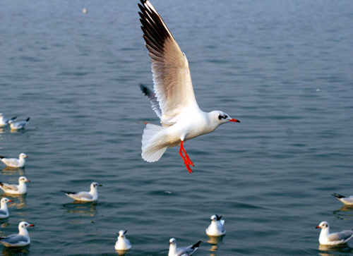 The congregation of winged visitors on Odisha's Chilka lake, Asia's biggest brackish water lagoon and one of the important winter homes for migratory birds from across the globe, has drastically fallen by more than one and a half lakh this year compared to the corresponding period of 2013. PTI File Photo.