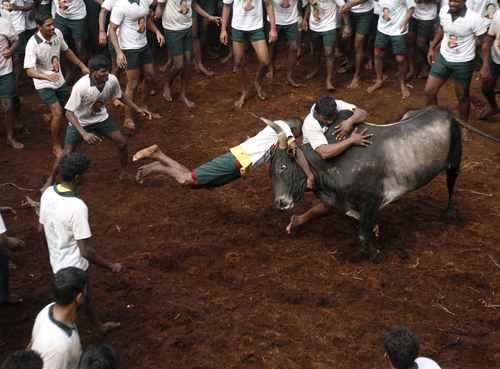 Participants try to hold on to a bull during a bull-taming sport called 'Jallikattu,' in Alanganallor, about 424 kilometers (264 miles) south of Chennai, India, Thursday, Jan. 16, 2014. Jallikattu is an ancient heroic sporting event of the Tamils played during the harvest festival. (AP Photo/Arun Sankar K.)