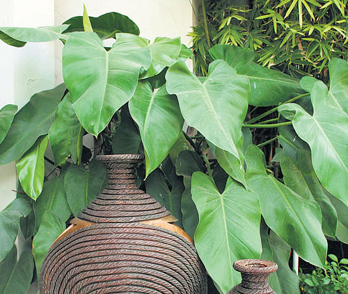 Green corner Bring a bit of outdoors inside your homes by nurturing a green patch on your own. Bindu Gopal Rao tells you how. Photo courtesy: Craftsvilla.com,  Anju Kumar, Serenity Blissful Living.