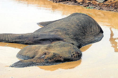 The elephant found in the lake at Nagapura Tribal Settlement, Hunsur taluk, on Thursday. DH Photo