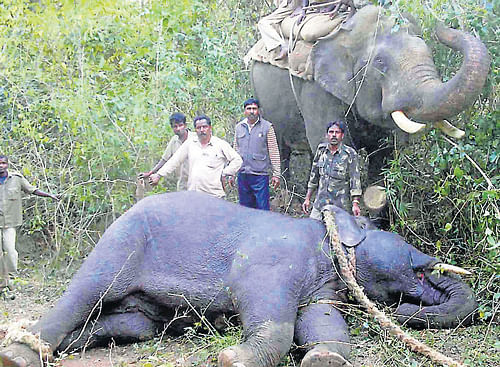 Forest department officials were successful in capturing the rogue elephant, which had trampled and killed a woman in Alur, Hassan district recently. Department officials captured the jumbo with the help of five captive elephants at Nagawara Chikkabetta, on Thursday. dh photo