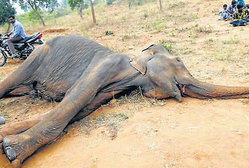 The female elephant which met a tragic end in a lake at Hunsur, Mysore district, on Friday. DH PHOTO