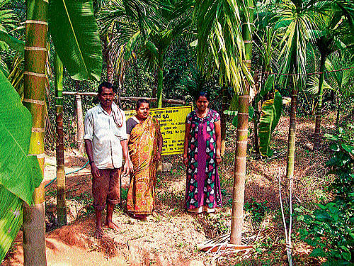 Ajai Naik with his family, beneficiaries of the Mahatma Gandhi National Rural Employement Guarantee Scheme (MGNREGS), at their garden in Golthamajalu gram panchayat of Bantwal taluk.  dh photo