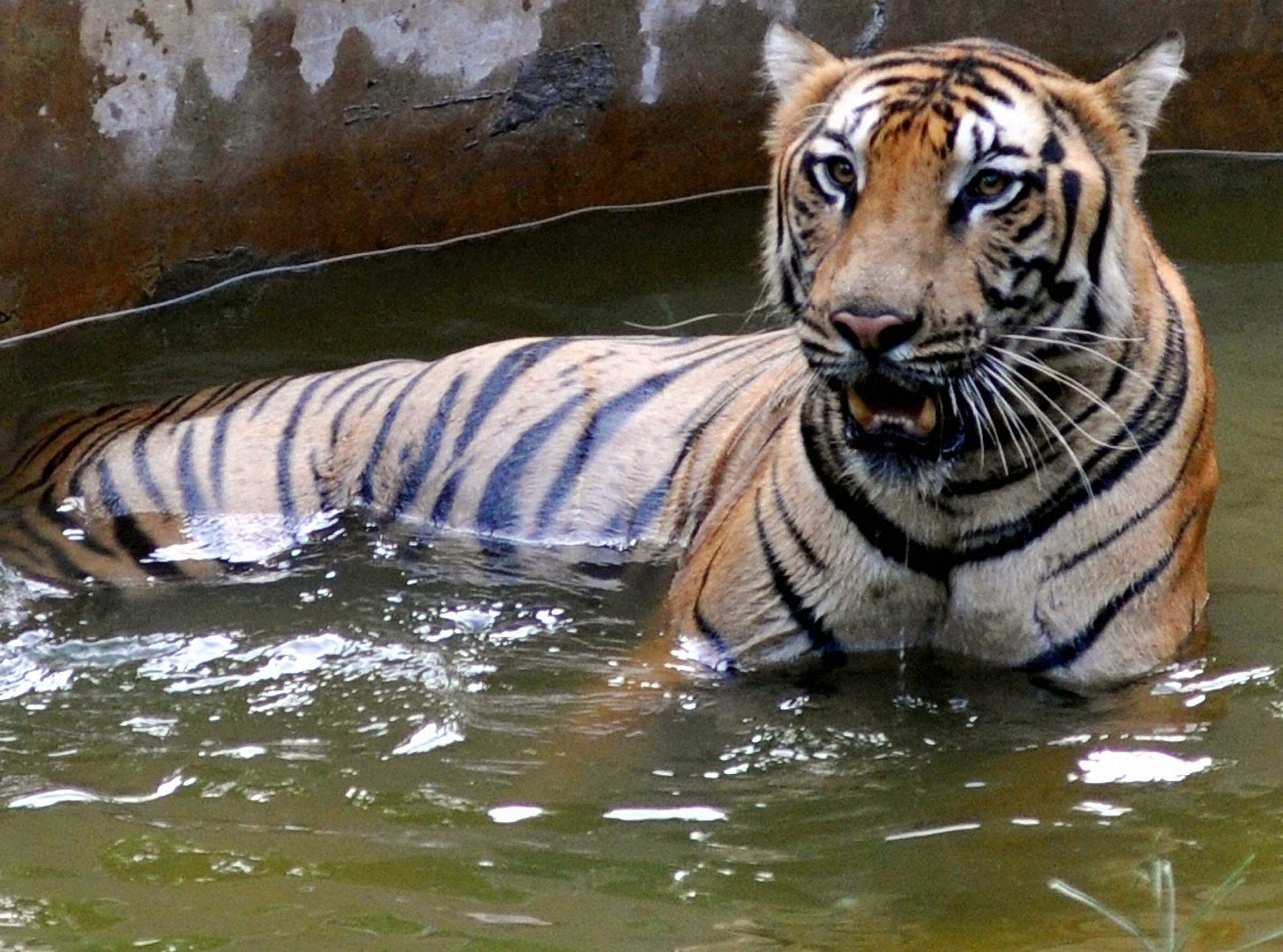 The process of data collection about the presence of herbivores and locating signs of carnivores in Tadoba Andhari Tiger Reserve (TATR) here during phase-I of All India Tiger Estimation-2014 has been done by the Maharashtra forest department. PTI File Photo.