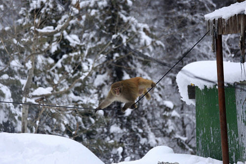 A monkey walks on a wire in a snow-covered park in Tangmarg, about 38 kilometers (24 miles) northwest of Srinagar, Friday, Jan. 24, 2014. AP