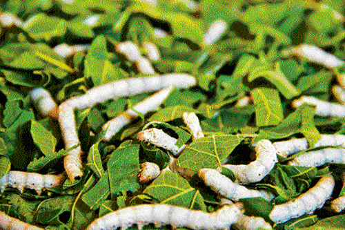 Worms feasting on mulberry leaves