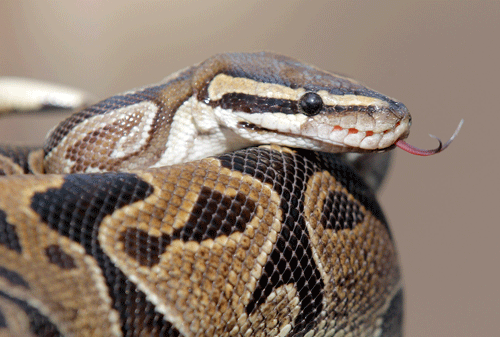 A pythonis is prepared for transport Wednesday Jan. 29, 2014, in Santa Ana, Calif., at the home of William Buchman. Buchman has been arrested for investigation of neglect in the care of animals, after authorities found at least 300 living and dead pythons in plastic bins inside Buchman's stench-filled suburban home. AP