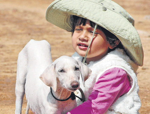 for the love of dog: A girl holds her pet dog at the Indian Dog Speciality Show in Bangalore on Saturday. dh photo