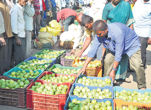 Farmers arrange guavas for auction at the KR Market mandi on Saturday. dh Photo