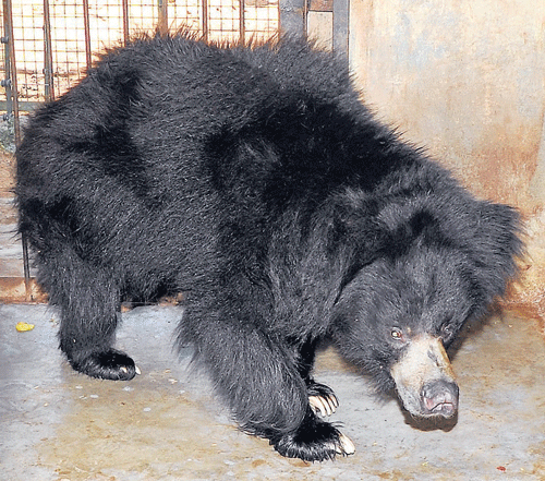 Unbearable: An ailing sloth bear at Bannerghatta Bear Rescue Centre in Bangalore.