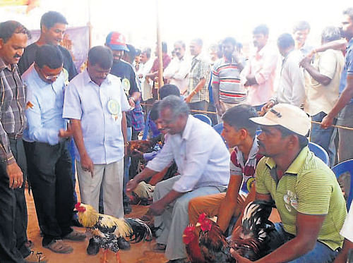 Former MLA M P Kumaraswamy watches a cock fight, organised by Tulu Koota at Hoysala stadium in Mudigere on Sunday. DH photo
