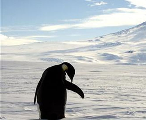 Thinning ice sends Emperor penguins to look for new homes. Reuters File Photo