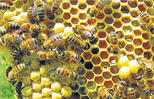 Honey park proposed at Bhagamandala