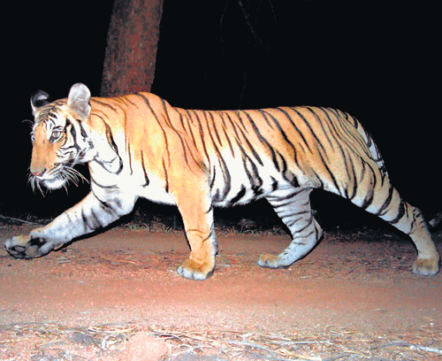 The Forest department is yet to finalise the habitat for the tiger captured at Thitimathi in January.