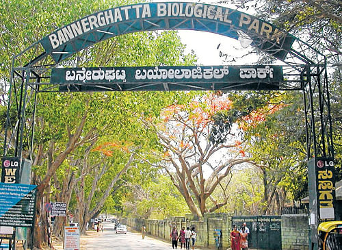 <div class="paragraphs"><p> Bannerghatta National Park.</p></div>