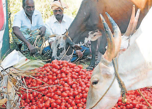 food for thought: Crash in price of tomatoes forced farmers to feed it to cattle, in Chikmagalur on Wednesday.