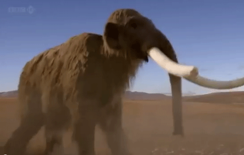 woolly mammoth / Screen Grab