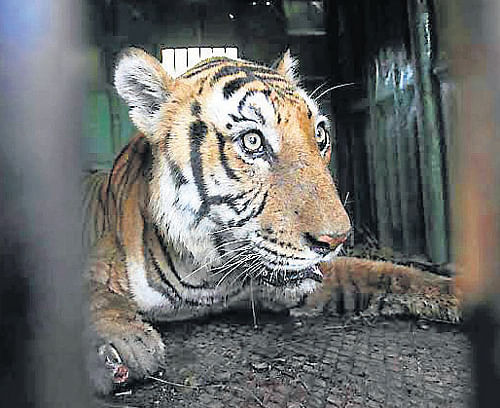 Shiva, the tiger captured following the mauling of three persons in H D Kote taluk in Mysore district. DH Photo