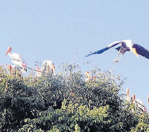 Various species of birds have begun to nest at Kokkare Bellur, Maddur taluk, Mandya district. DH Photo