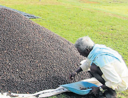 Coffee beans being dried in Napoklu. DH Photo