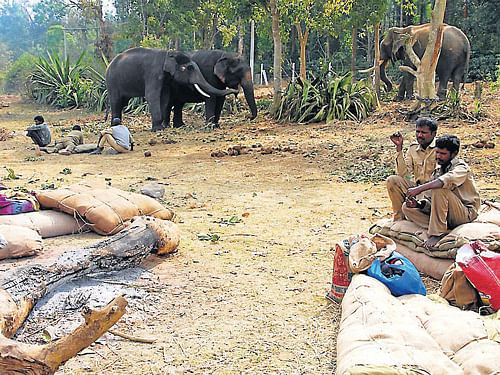 Mahouts seen at the elephant camp set-up recently at Madihalli near Alur taluk, Hassan district. DH Photo