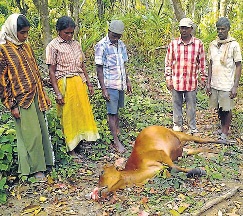 A cow, succumbed to injuries in Kumbaradi village in Moodigere after it was attacked by a tiger on Wednesday. DHNS