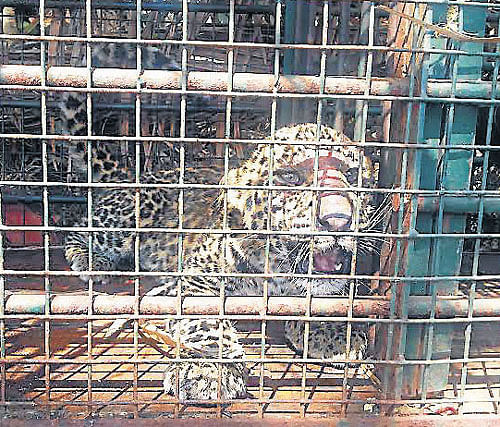 The leopard cub trapped in cage since the past five days. DH Photo