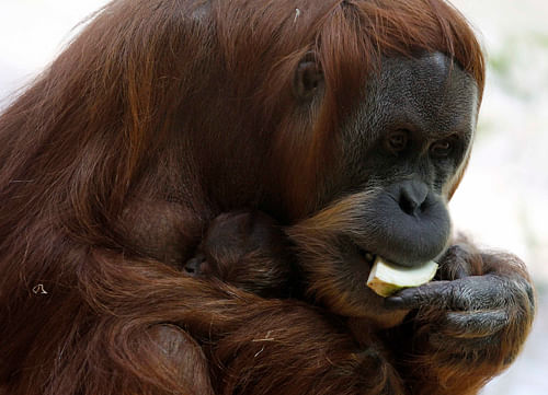Our male ancestors inspired orangutans to get down from the trees and spend more time on the ground to help them cope better with the forest degradation challenges, finds a study. Reuters