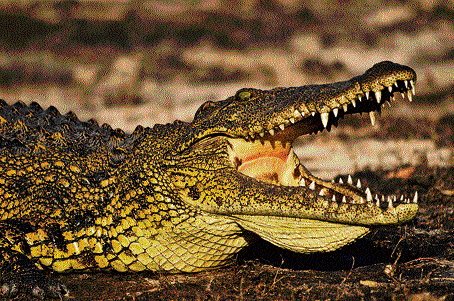 The constant war of crocodiles with humans has taken a toll on the numbers of the former.