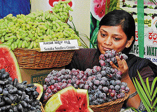 fresh 'n' juicy: A visitor at the Grapes and Watermelon Mela at a Hopcoms outlet at  Hudson Circle on Wednesday. DH PHOTO