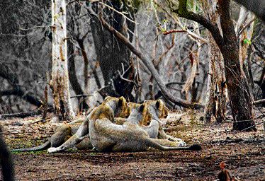 Lionesses laze around on a hot afternoon; (right) chitals lock horns at Gir National Park in Gujarat. Photos by author