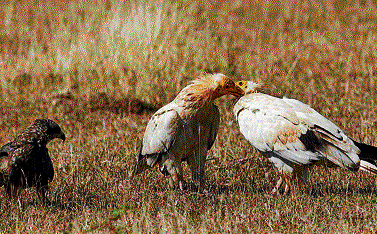 Vultures preening each other. photo by Ramu M
