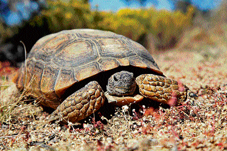 The mortality of the Desert Tortoise decreases with age.