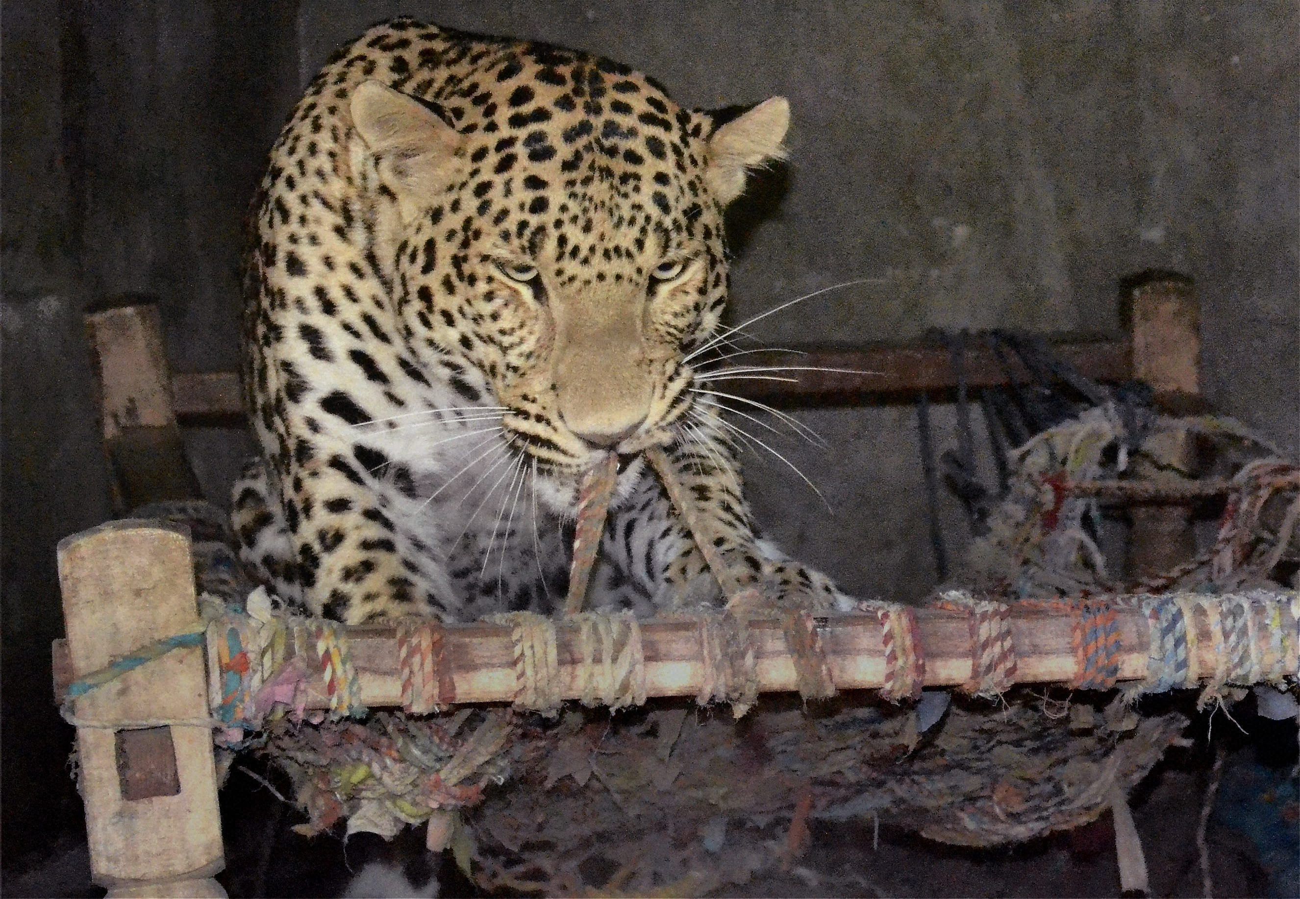 A curfew like situation prevailed in Uttar Pradesh's Meerut town, about 500 kilometres from here, after a stray leopard which had entered a hospital in the cantonment area on Sunday, escaped on Monday morning and was said to be on the loose. PTI file photo