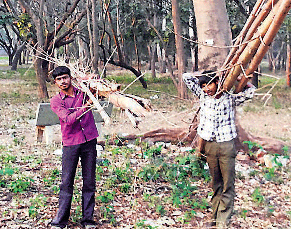 Worrisome: S Umesh clicked some people smuggling Sandalwood out of Cubbon Park.
