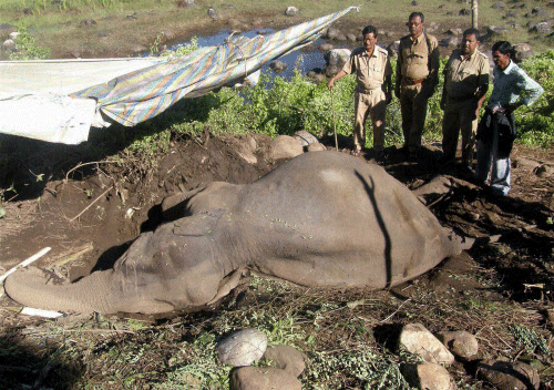 A dead elephant / PTI file photo for representation purpose only