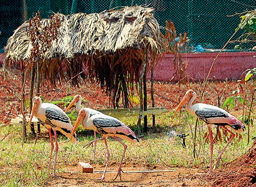 The new guests: Painted Stork and Grey Pelicans at the aviary in Pilikula. dh photos