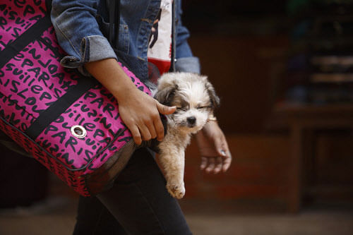 A girl carries her pet dog in her bag as she walks the grounds of the Boudhanath Stupa in Kathmandu. Reuters.