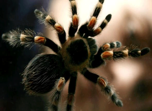 Screening more than 100 spider toxins, Yale University researchers identified a protein from the venom of the Peruvian green velvet tarantula that blunts activity in pain-transmitting neurons. AP file photo for representation only