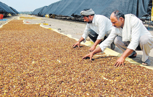 DESPERATE ACT: Farmers in Bijapur district resort to damage control by laying the rotting grapes out in the sun. DH Photo