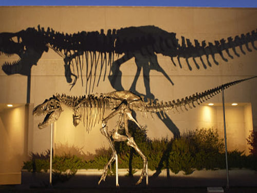Tyrannosaurs, the lineage of carnivorous dinosaurs that included the deadly T Rex, have captivated our attention for ages. AP Photo. For Representation Purpose