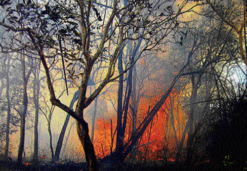 devouring flames : Fire continues to rage in the Mattigodu Forest, coming under Nagarahole wildlife division, near  Gonikoppa on Thursday. DH PHOTO