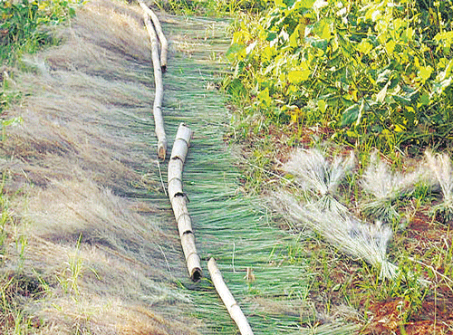 Grass to make bamboo is spread out for drying in Panasamakanahalli village in Srinivaspur taluk. A broom is the most useful item of daily use in a household, DH Photo