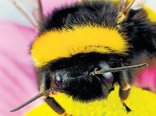Alpine bumblebees can hover happily in pressure conditions equivalent to an altitude of 9,000 metres - higher than the peak of Mount Everest, DH Photo