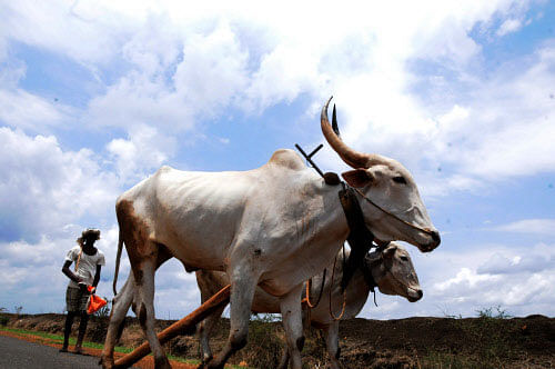 A central team is expected to visit Karnataka next week to assess the damage to agriculture and horticulture crops due to unseasonal rains. DH File Photo