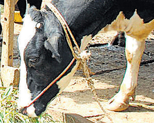 Sixty two bovines have been saved from landing in a slaughter house as a Delhi Court stayed their release to owners from an animal shelter home where they have been kept after being rescued from four trucks. DH File Photo. For Representation Purpose