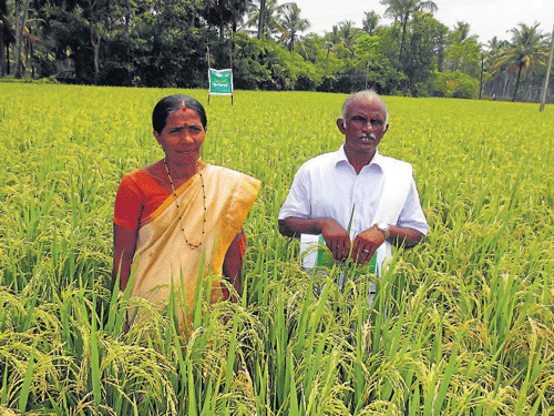 Ramanath Athar and his wife amidst paddy grown by him, at Moodushedde. DHNS